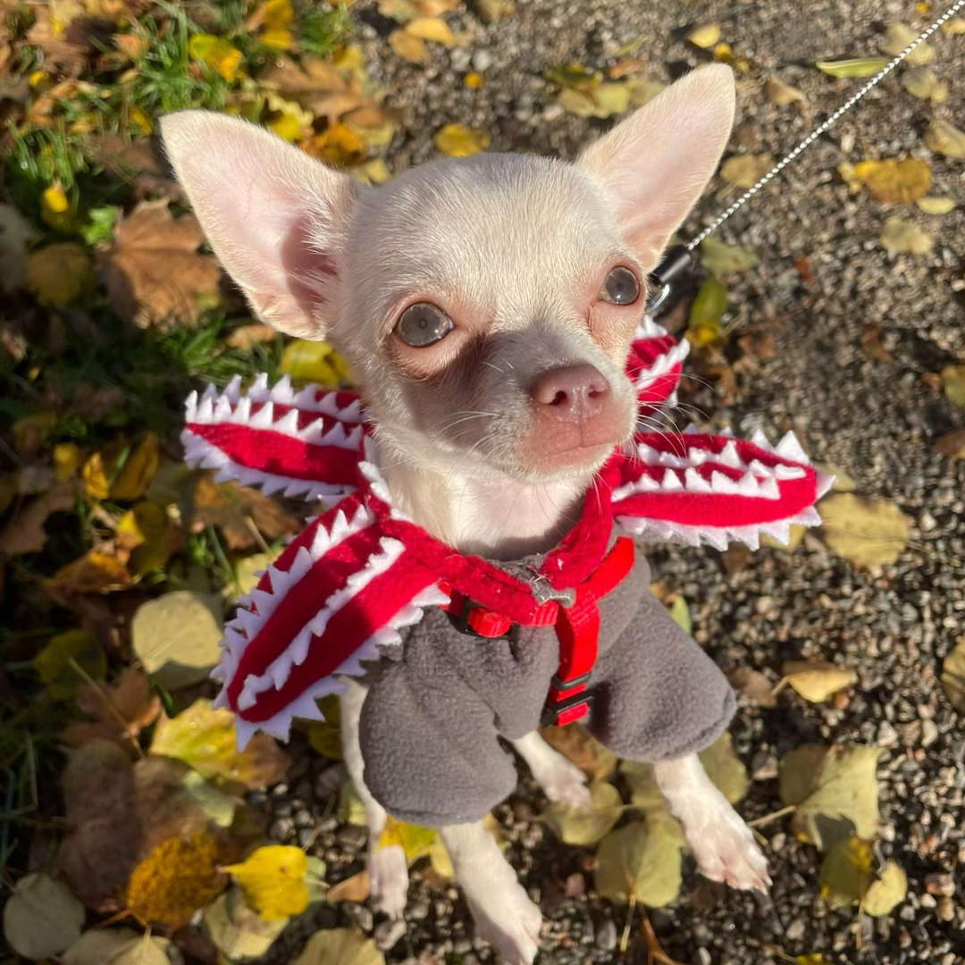 StrangerPaw™️ - Pet Accesory